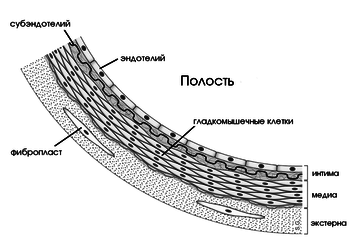 endotelii