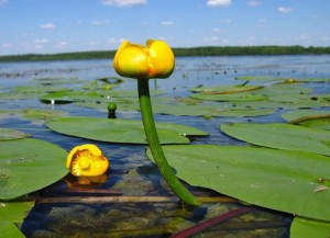 Глечики жовті на озері зарості