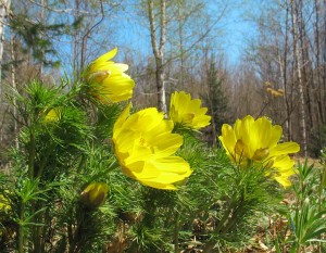 Адоніс весняний