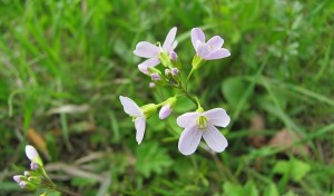 Сердечник луговий крупним планом