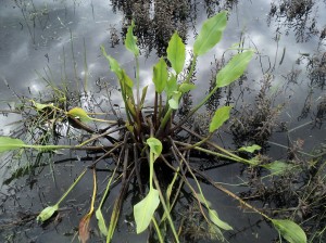 частуха звичайна в водоймі