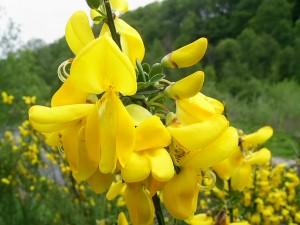 Жарновец волотистий квітки крупний план