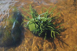 бодяга губка прісноводна в воді