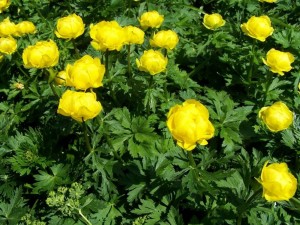 купальница в саду жовті квіти