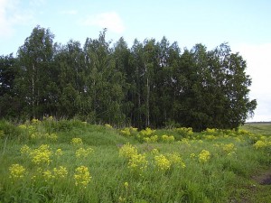 Свербига східна на галявині