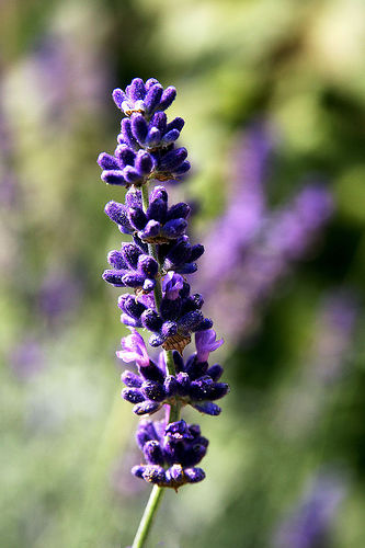 lavanda